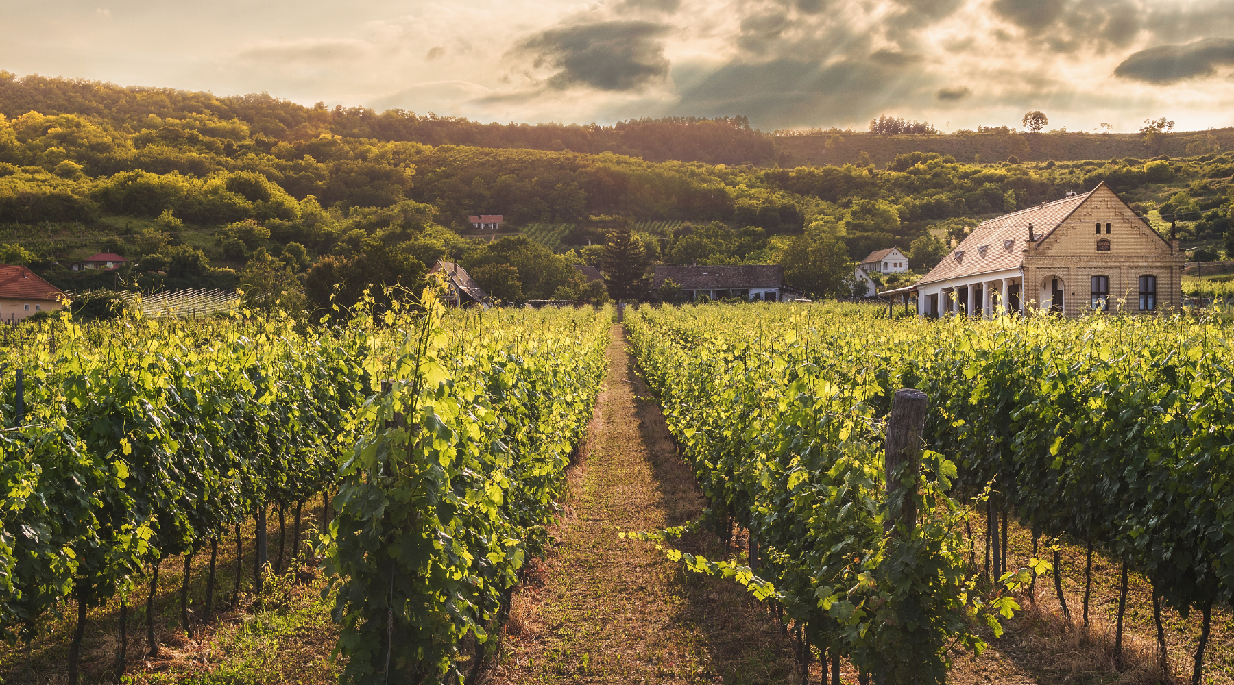 5 gode grunde til at vælge vin fra mindre producenter 🍷